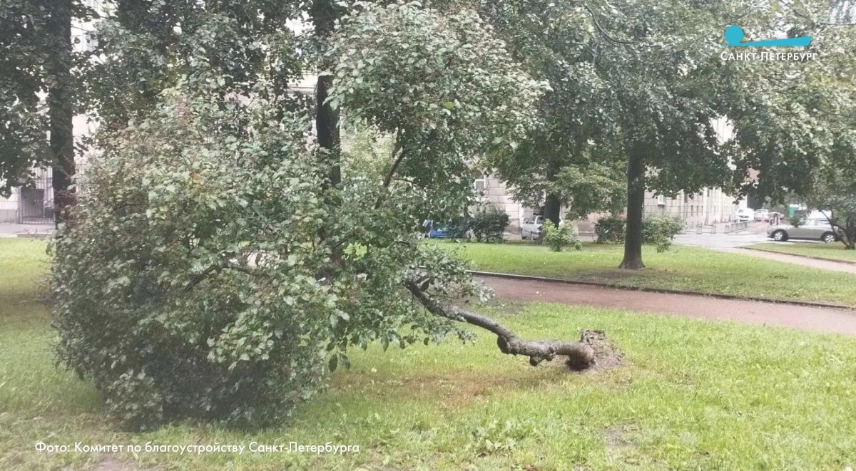 Около 20 деревьев повалило из-за сегодняшней непогоды - но это несерьезный ущерб Около 20 деревьев повалило из-за сегодняшней непогоды - но это несерьезный ущерб