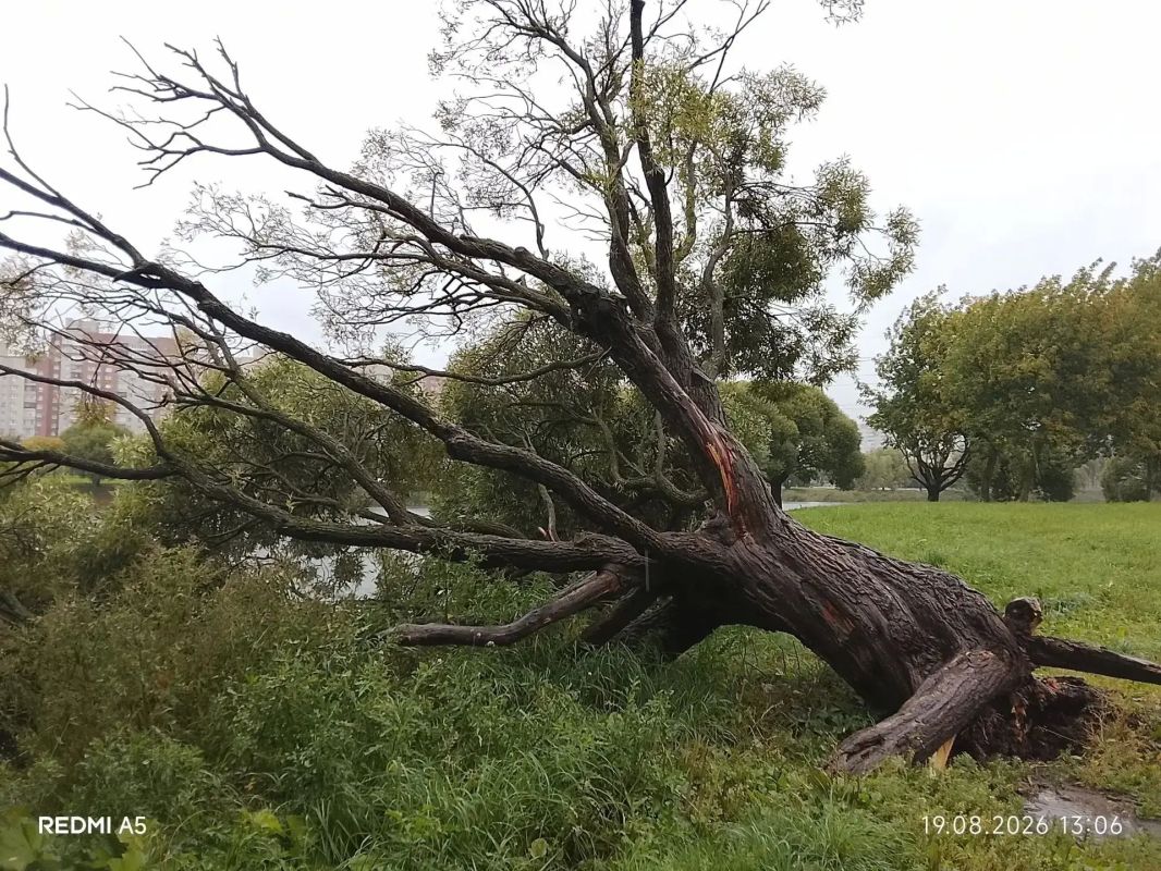 Деревья на проводах, трамвайных путях, дорогах и в воде: в Смольном рассказали о последствиях непогоды Деревья на проводах, трамвайных путях, дорогах и в воде: в Смольном рассказали о последствиях непогоды
