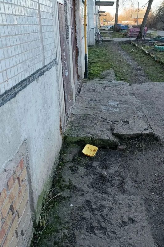 В поселках и городах Ленобласти участились встречи с лисами