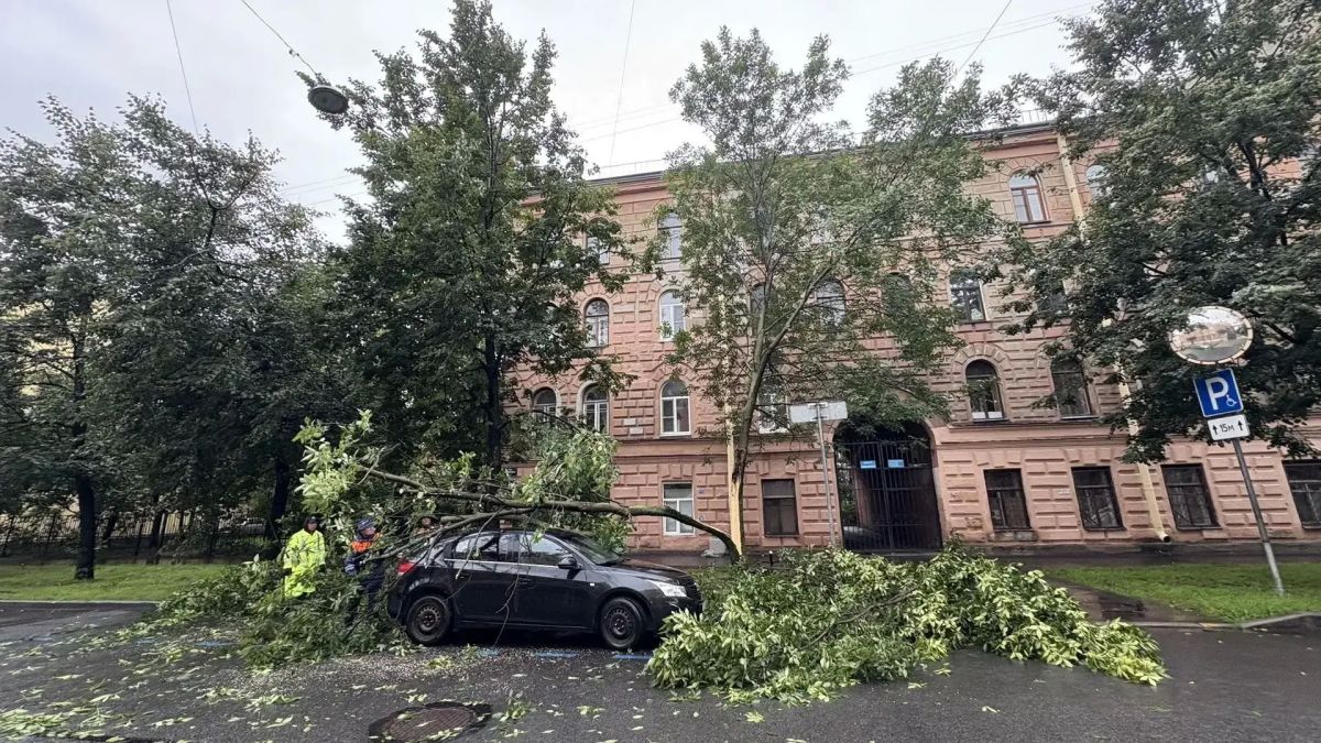 Деревья на проводах, трамвайных путях, дорогах и в воде: в Смольном рассказали о последствиях непогоды Деревья на проводах, трамвайных путях, дорогах и в воде: в Смольном рассказали о последствиях непогоды