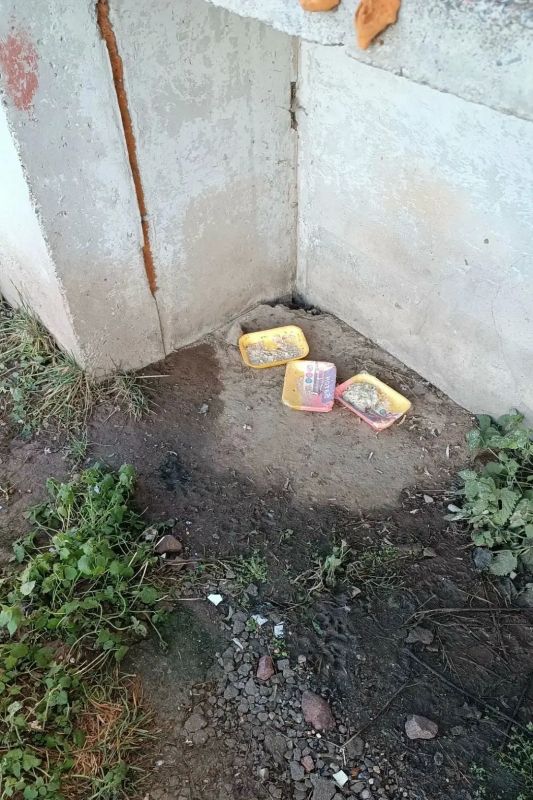 В поселках и городах Ленобласти участились встречи с лисами В поселках и городах Ленобласти участились встречи с лисами