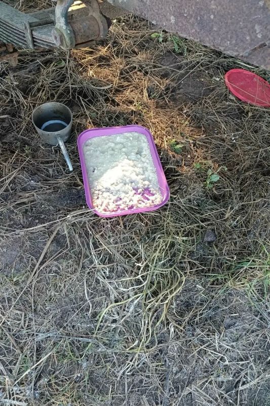 В поселках и городах Ленобласти участились встречи с лисами В поселках и городах Ленобласти участились встречи с лисами