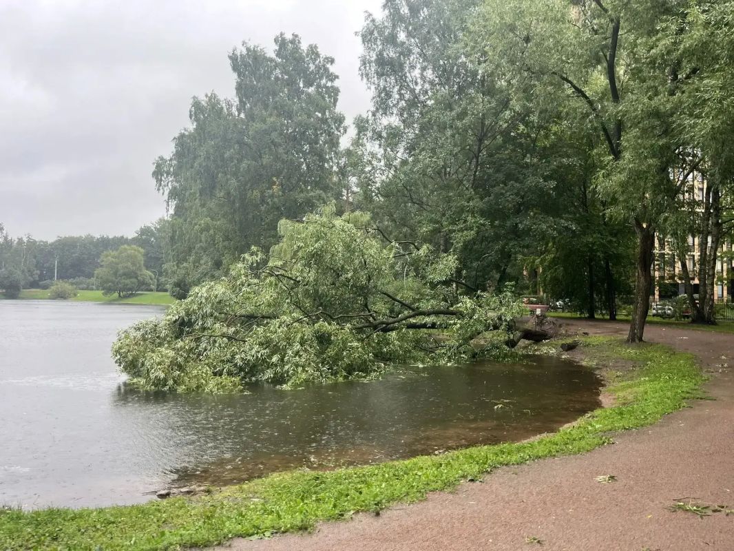 Деревья на проводах, трамвайных путях, дорогах и в воде: в Смольном рассказали о последствиях непогоды Деревья на проводах, трамвайных путях, дорогах и в воде: в Смольном рассказали о последствиях непогоды