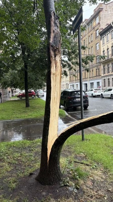 Деревья на проводах, трамвайных путях, дорогах и в воде: в Смольном рассказали о последствиях непогоды Деревья на проводах, трамвайных путях, дорогах и в воде: в Смольном рассказали о последствиях непогоды