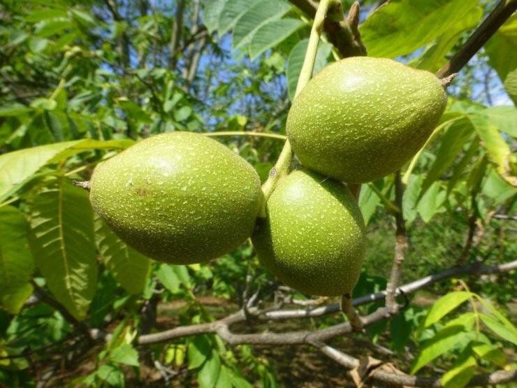 Маньчжурский орех: секреты успешного выращивания и сбора урожая