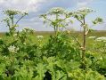 Нескольким россиянам запретили выезд из страны в связи с тем, что они не боролись с борщевиком на своём участке