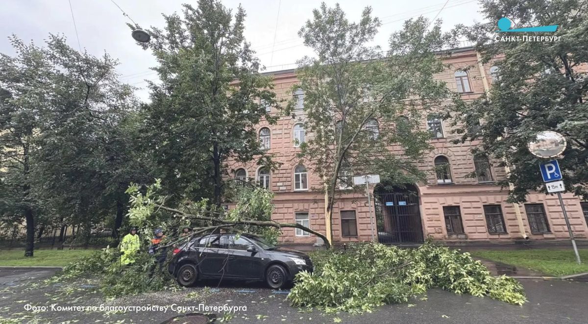 Около 20 деревьев повалило из-за сегодняшней непогоды - но это несерьезный ущерб