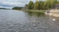 Крошик в отпуске: нерпа гуляет на свободе, но не уплывает далеко