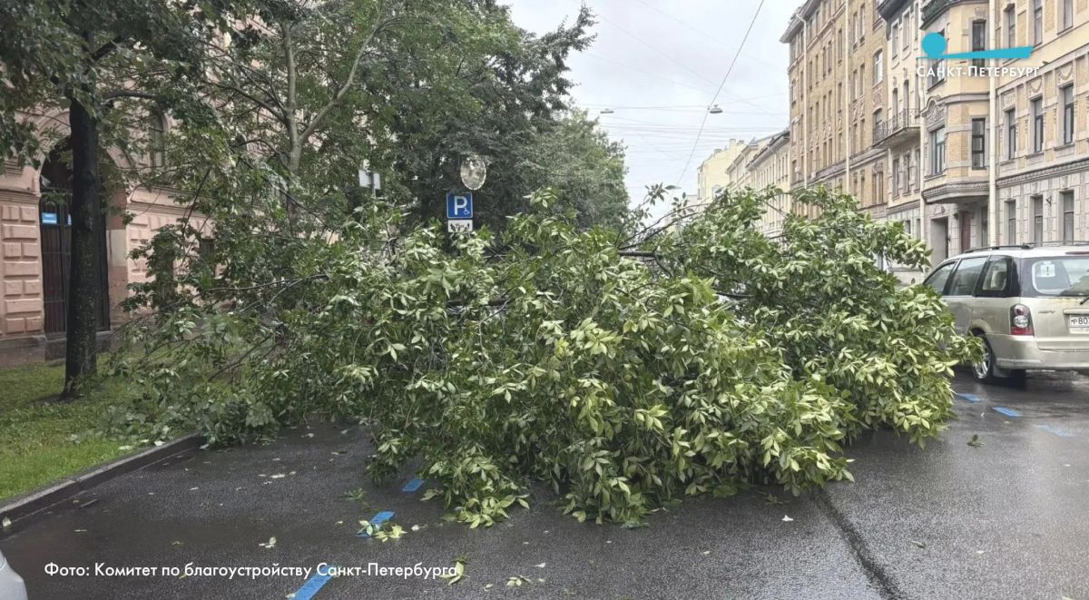 Около 20 деревьев повалило из-за сегодняшней непогоды - но это несерьезный ущерб Около 20 деревьев повалило из-за сегодняшней непогоды - но это несерьезный ущерб