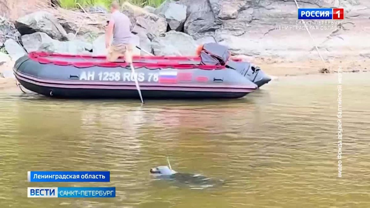 Балтийская нерпа Крошик вновь отправился на Ладогу