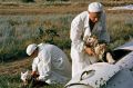 Александр Коц: ВЕЧЕРНИЙ ЗВОН:. взлет уходящего дня