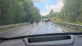 Коровы устроили "час пик" на дороге под Петербургом