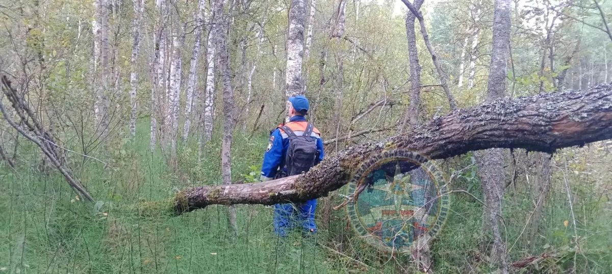 Тело заблудившейся женщины эвакуировали из леса в Ленобласти