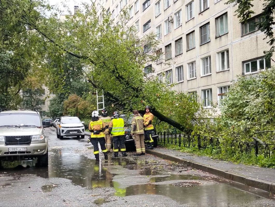 Владельцу «Нивы» не повезло, на его ласточку рухнуло дерево Владельцу «Нивы» не повезло, на его ласточку рухнуло дерево