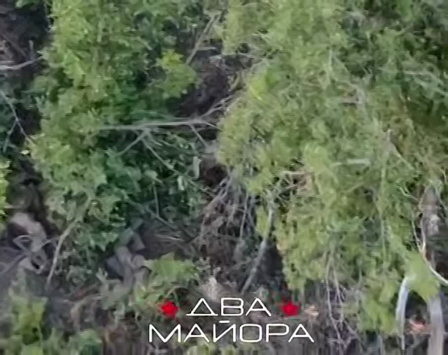 Два майора: Запорожский фронт. Операторы дронов 19 гвардейской мотострелковой дивизии зачищают лесополосы по направлению к нп.Камышеваха от групп противника
