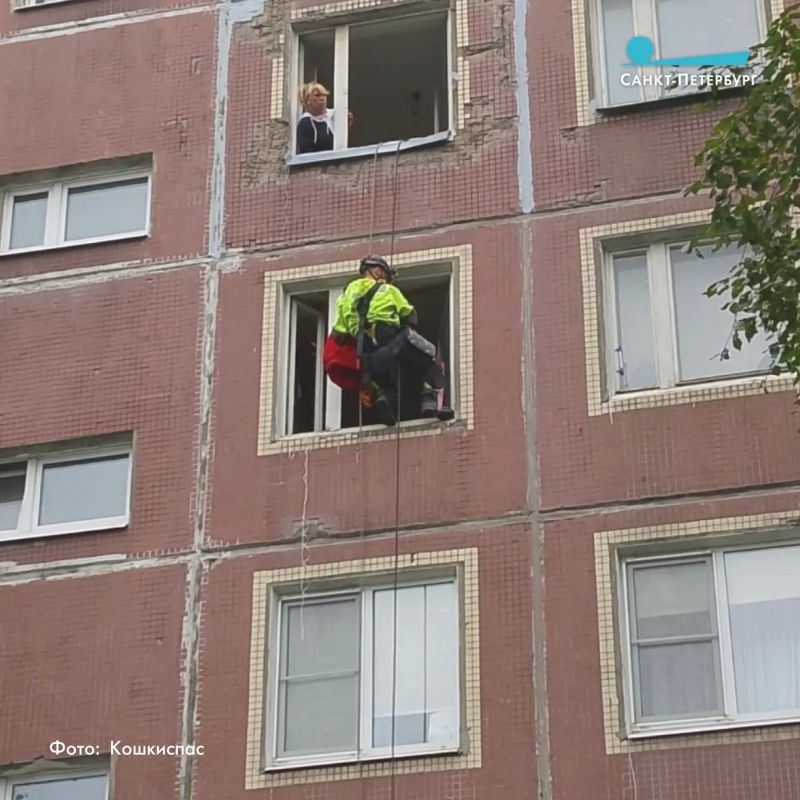 10 дней в запертой квартире просидела кошка, прежде чем ее спасли 10 дней в запертой квартире просидела кошка, прежде чем ее спасли