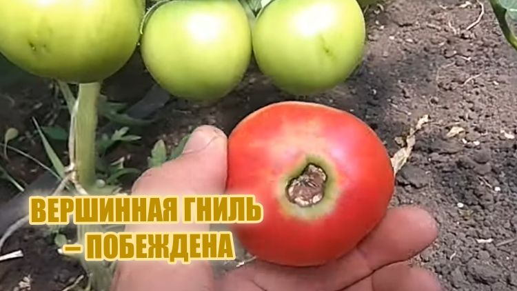 Как победить вершинную гниль на помидорах: советы и рекомендации