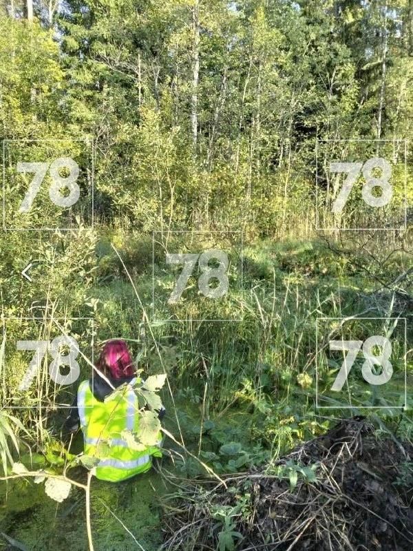 Женщину спасли из болота в Мшинском лесу Женщину спасли из болота в Мшинском лесу