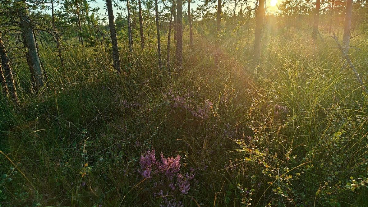 В Ленобласти зацвел вереск В Ленобласти зацвел вереск