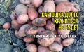Тайны хранения картошки: как избежать распространенных ошибок