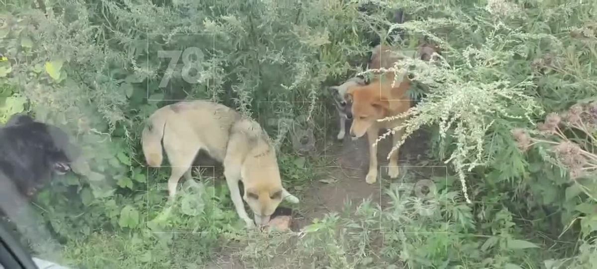 Десятки собак обнаружили на заброшенном участке в Ленобласти