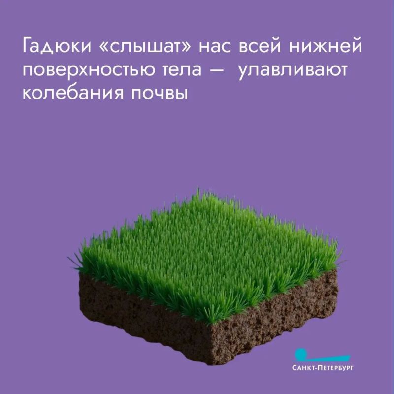 Укус гадюки очень болезненный и вызывает сильную припухлость, потому что яд разъедает ткани и мешает свертыванию крови Укус гадюки очень болезненный и вызывает сильную припухлость, потому что яд разъедает ткани и мешает свертыванию крови
