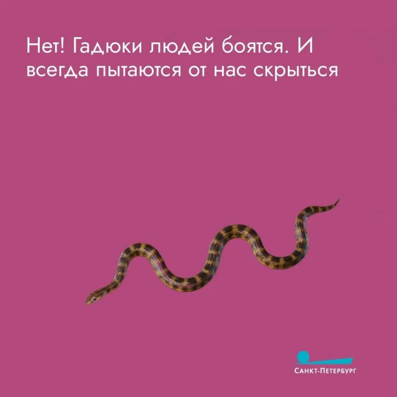 Укус гадюки очень болезненный и вызывает сильную припухлость, потому что яд разъедает ткани и мешает свертыванию крови Укус гадюки очень болезненный и вызывает сильную припухлость, потому что яд разъедает ткани и мешает свертыванию крови
