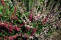 Как вырастить вереск: советы по уходу и лучшие сорта