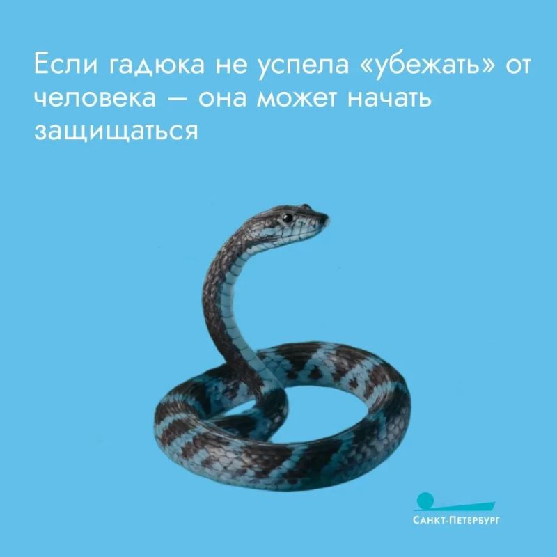 Укус гадюки очень болезненный и вызывает сильную припухлость, потому что яд разъедает ткани и мешает свертыванию крови Укус гадюки очень болезненный и вызывает сильную припухлость, потому что яд разъедает ткани и мешает свертыванию крови