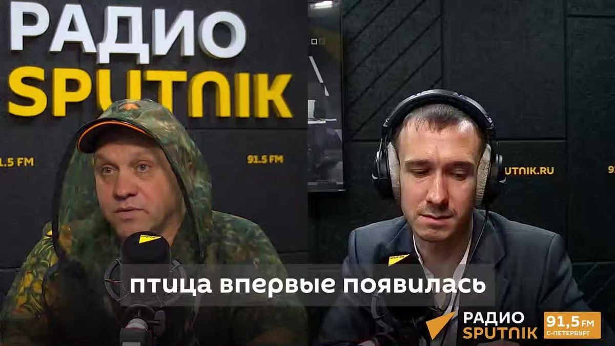 Почему ходулочник впервые прилетел на Финский залив, рассказал биолог Павел Глазков