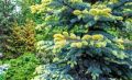 Хвойные растения с яркими побегами: создаем эффектные акценты в саду