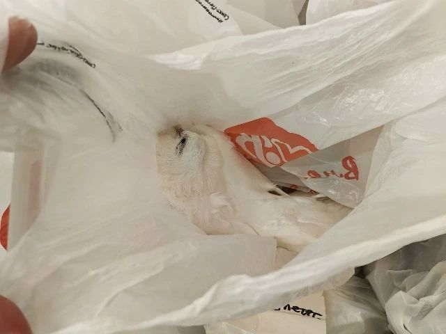 К торговому центру «Невский» подбросили контейнер с мертвыми птицами К торговому центру «Невский» подбросили контейнер с мертвыми птицами