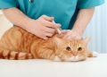 Теперь и кошки? Владельцы начали массово жаловаться на вакцину «Мультифел»