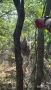 ��� ������: ��� �����:. "����������� ��� �������� ����, ���� 1461, ����������� �����������
