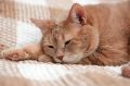 Россияне стали больше экономить на непродовольственных покупках, но одна статья расходов стабильна — это содержание домашних питомцев