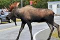 Русские лоси снесли все 200 километров пограничного забора