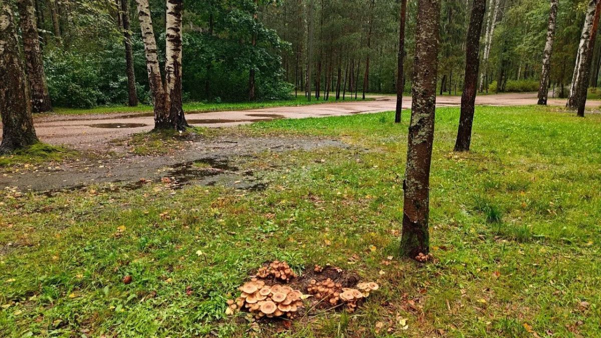 В Ленобласти начался сезон осенних опят В Ленобласти начался сезон осенних опят