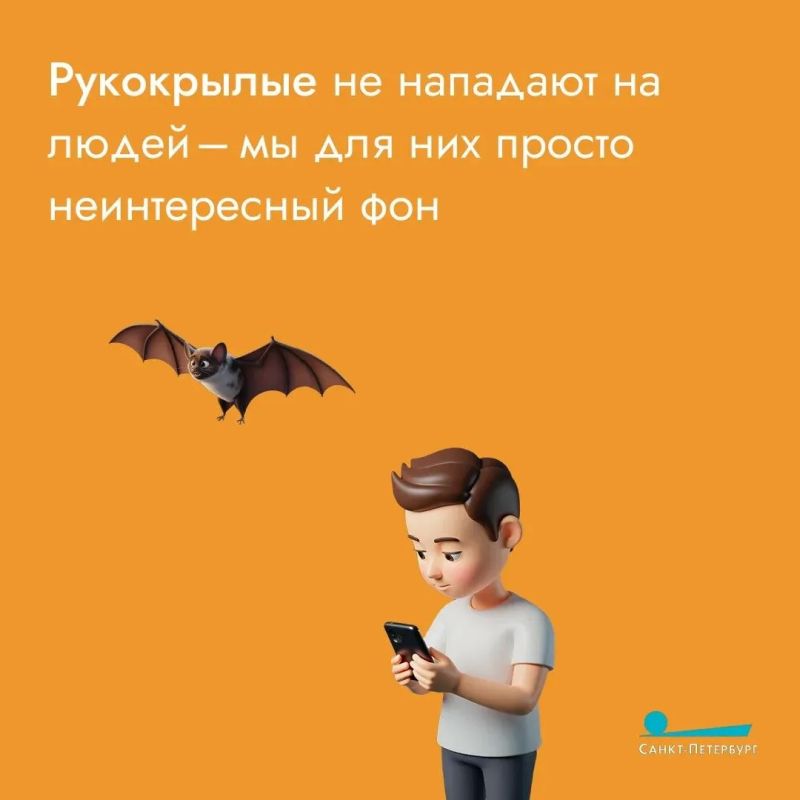 В петербургские многоэтажки повадились незваные гости, и горожане волнуются из-за небывалой активности летучих мышей В петербургские многоэтажки повадились незваные гости, и горожане волнуются из-за небывалой активности летучих мышей
