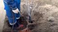 В Сестрорецке начали обновлять освещение сквера Петра Великого — одного из заметных общественных пространств Курортного района