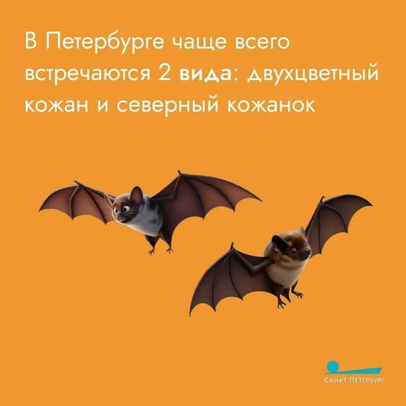 В петербургские многоэтажки повадились незваные гости, и горожане волнуются из-за небывалой активности летучих мышей В петербургские многоэтажки повадились незваные гости, и горожане волнуются из-за небывалой активности летучих мышей