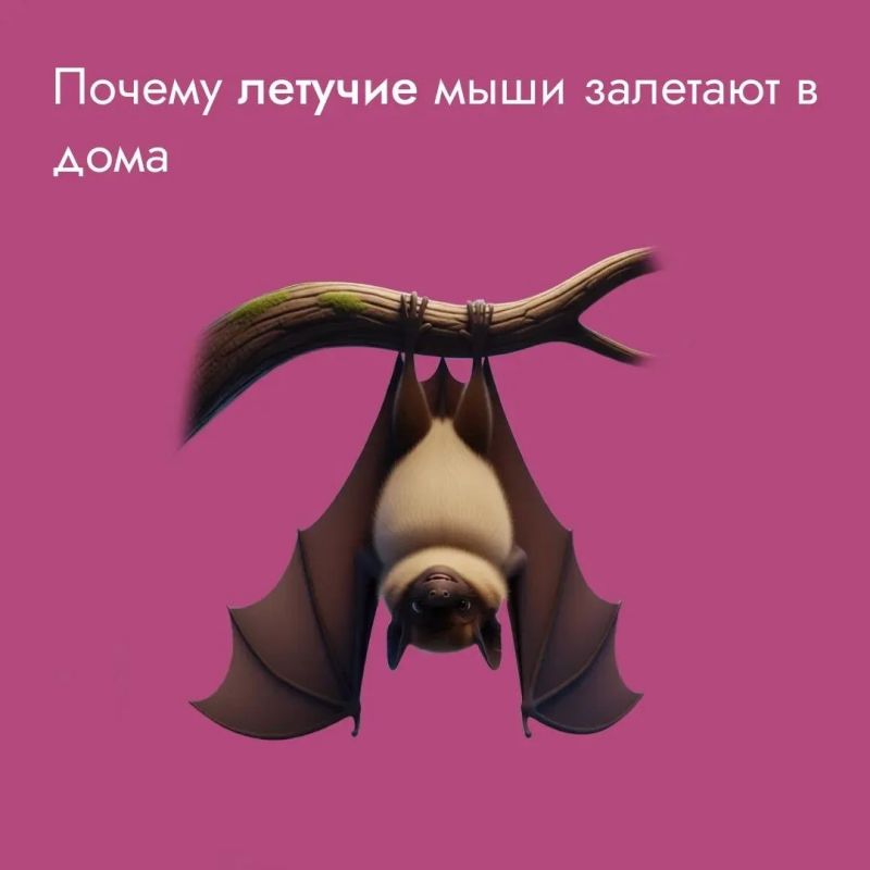 В петербургские многоэтажки повадились незваные гости, и горожане волнуются из-за небывалой активности летучих мышей