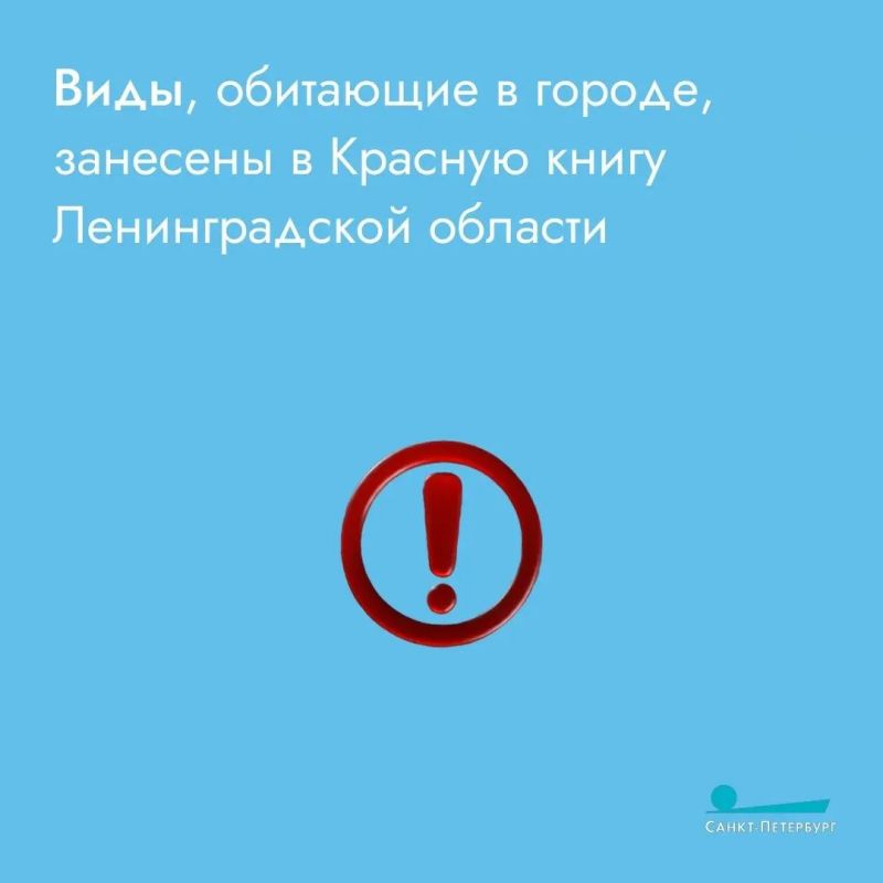 В петербургские многоэтажки повадились незваные гости, и горожане волнуются из-за небывалой активности летучих мышей В петербургские многоэтажки повадились незваные гости, и горожане волнуются из-за небывалой активности летучих мышей