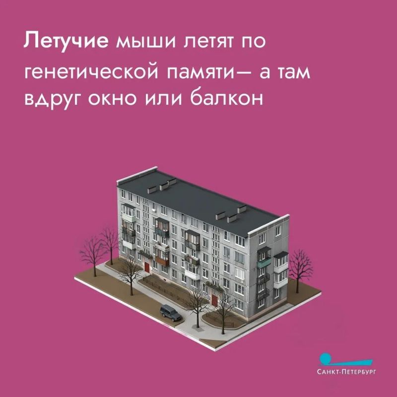В петербургские многоэтажки повадились незваные гости, и горожане волнуются из-за небывалой активности летучих мышей В петербургские многоэтажки повадились незваные гости, и горожане волнуются из-за небывалой активности летучих мышей