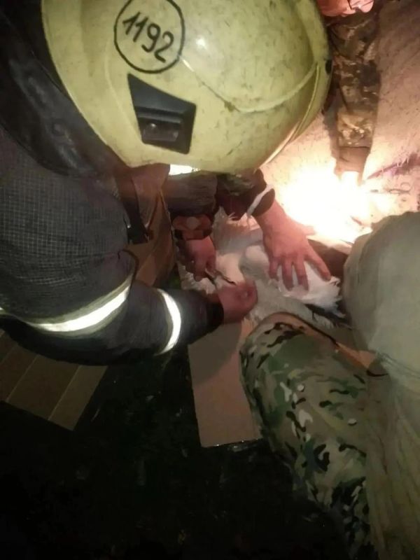 Аиста с поврежденной лапой спасли в Волосовском районе Аиста с поврежденной лапой спасли в Волосовском районе