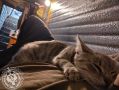 Рубрика «Будни солдата».. Разбавим ленту фронтовыми котиками! Два майораДва майора в ВК