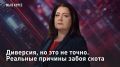 — СМОТРЕТЬ. Диверсия, но это не точно