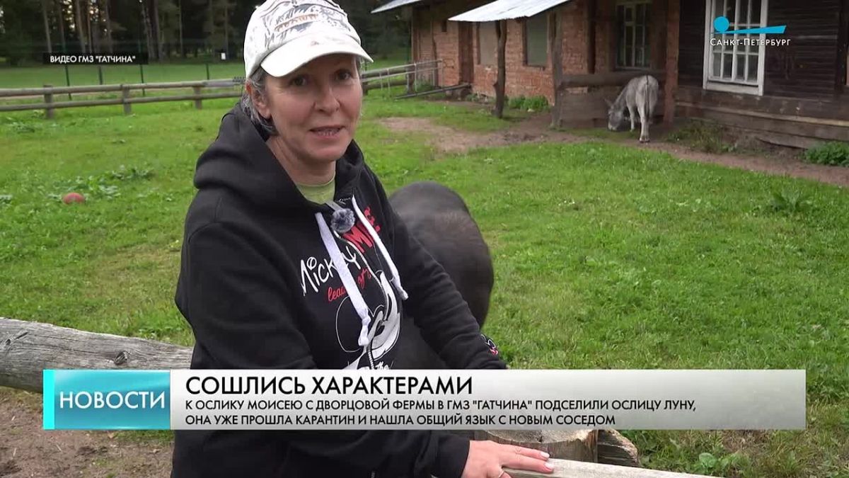 Одинокий ослик из Дворцовой фермы дождался подруги