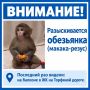 Вокруг обезьянки с балкона на Торфяной дороги развернулась целая операция — из квартиры её вызволили и увезли волонтёры