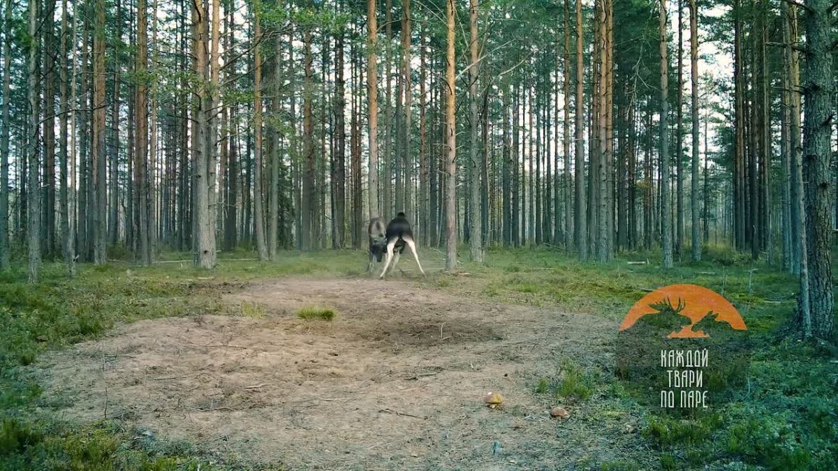 Лоси в Ленобласти вышли «на тропу любви»