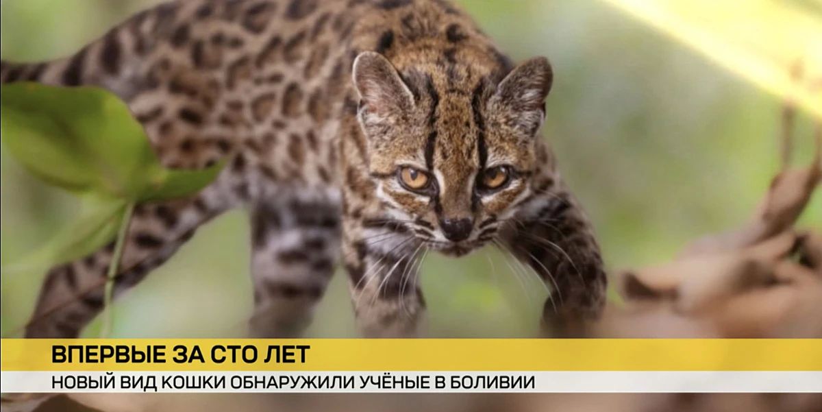 Тянет на сенсацию — впервые за 100 лет был обнаружен новый вид кошек Тянет на сенсацию — впервые за 100 лет был обнаружен новый вид кошек